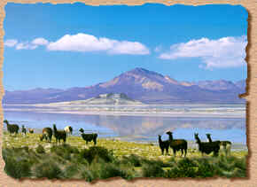 Salar de Surire - Chile Homepage